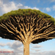 Image for article titled Where on Earth do these extraterrestrial toadstool trees grow?